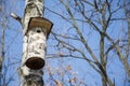 In the spring on the birch hanging birdhouse.