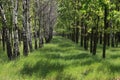 Spring birches and oaks