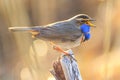 Spring bird with blue feathers sings a song