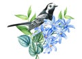 Spring bird and blue flowers isolated background. Watercolor hand drawing Botanical painting. Wagtail and hyacinth