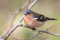 Spring bird Chaffinch sitting on a branch in the Park on a Sunny