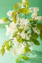 Spring bird-cherry blossom in vase over green background Royalty Free Stock Photo