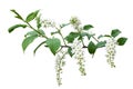 Spring bird-cherry tree blossoms