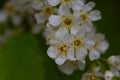 In spring, bird-cherry tree (Prunus padus) grows and blooms in nature. Royalty Free Stock Photo