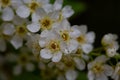 In spring, bird-cherry tree (Prunus padus) grows and blooms in nature. Royalty Free Stock Photo