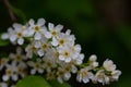 In spring, bird-cherry tree (Prunus padus) grows and blooms in nature. Royalty Free Stock Photo