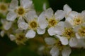 In spring, bird-cherry tree (Prunus padus) grows and blooms in nature. Royalty Free Stock Photo