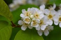 In spring, bird-cherry tree (Prunus padus) grows and blooms in nature. Royalty Free Stock Photo