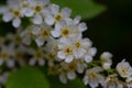 In spring, bird-cherry tree (Prunus padus) grows and blooms in nature. Royalty Free Stock Photo