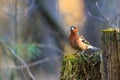 Spring bird finch in the forest on the stump