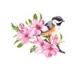 Spring bird on flowering branch with pink flowers of cherry, sakura, apple, almond flowers . Water color