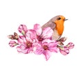 Spring bird on flowering branch with pink flowers of cherry, sakura, apple, almond flowers . Watercolor Royalty Free Stock Photo