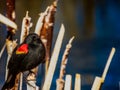 Spring Bird red winged Blackbird with dark blue background
