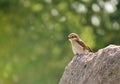 Spring Bird on the Rocks