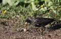 In the spring, the bird was looking for food in the garden