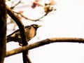 Spring birds sitting on twig of tree. Decorative branch of tree with birds Royalty Free Stock Photo