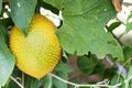 Spring Bitter Cucmber or Gac fruit Royalty Free Stock Photo