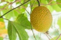 Spring Bitter Cucmber or Gac fruit Royalty Free Stock Photo