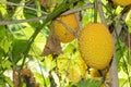 Spring Bitter Cucmber or Gac fruit Royalty Free Stock Photo