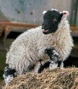 Spring black faced lamb standing on a bale of hay in a farmyard