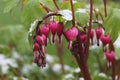 Spring Bleeding Hearts in Full Bloom with Snow Royalty Free Stock Photo