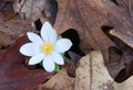 Spring Bloodroot