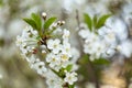 Spring bloom, blossom, flowers on cherry tree branch close-up, macro. Bokeh background Royalty Free Stock Photo