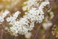 Spring bloom, blossom, flowers on cherry tree branch close-up, macro. Bokeh background Royalty Free Stock Photo