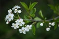Spring bloom, blossom, flowers on cherry tree branch close-up, macro Royalty Free Stock Photo