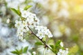 Spring bloom, blossom, flowers on cherry tree branch close-up, macro Royalty Free Stock Photo