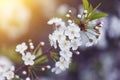 White flowers on cherry tree branch in sunlight close-up, macro. Bokeh background Royalty Free Stock Photo