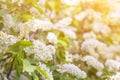 Spring bloom, blossom in sunlight, blurred abstract bokeh backgroud Royalty Free Stock Photo