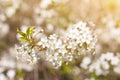 Spring bloom, blossom in sunlight close-up, blurred abstract nature bokeh backgroud Royalty Free Stock Photo