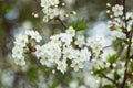 Spring bloom  blossom  white flowers on cherry tree branch closeup  macro. Bokeh abstract background Royalty Free Stock Photo