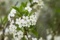 Spring bloom, blossom, white flowers on cherry tree branch closeup, macro with bokeh Royalty Free Stock Photo