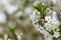 Spring bloom  blossom  white flowers on cherry tree branch closeup  macro. Bokeh abstract background with copyspace Royalty Free Stock Photo