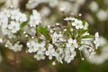 Spring bloom, blossom, white flowers on cherry tree branch closeup, macro. Bokeh abstract background Royalty Free Stock Photo