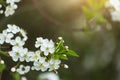 Spring bloom, blossom, white flowers on cherry tree branch in sunlight closeup, macro. Bokeh abstract background with copyspace Royalty Free Stock Photo