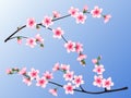 Spring bloom branch with pink flowers, buds Royalty Free Stock Photo