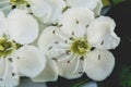 Spring in bloom. Close-up White cherry flowers blooming tree brunch. Soft, selective focus. Royalty Free Stock Photo