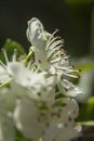 Spring in bloom. Close-up White cherry flowers blooming tree brunch. Soft, selective focus. Royalty Free Stock Photo
