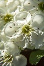 Spring in bloom. Close-up White cherry flowers blooming tree brunch. Soft, selective focus. Royalty Free Stock Photo