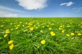 Spring Bloom Dandelion Royalty Free Stock Photo