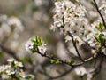 Spring bloom flowers - small white flowers