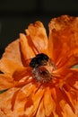 Spring bloom May. Charm and the magic of nature. Black bumblebee on scarlet poppy flower. Beautiful flower petals