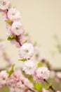 Spring bloom pale pink flowers shrub almonds