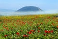 Spring bloom of poppies in Galilee in the area of Mount Tabor, Israel