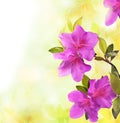 Spring in bloom with purple azalea Royalty Free Stock Photo