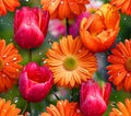 Spring Bloom Red Tulips Orange Flowers with Dew Royalty Free Stock Photo
