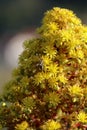 Spring Bloom Series - Aeonium arboreum Zwartkop - California Honey Bee Royalty Free Stock Photo